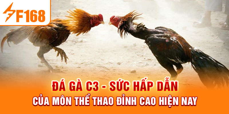 Đá Gà C3 - Sức Hấp Dẫn Của Môn Thể Thao Đỉnh Cao Hiện Nay Đá Gà C3 - Sức Hấp Dẫn Của Môn Thể Thao Đỉnh Cao Hiện Nay